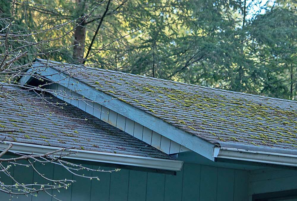 A Hidden Danger: Why You Should Keep Your Roof Clear of Lichen