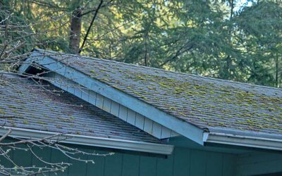 A Hidden Danger: Why You Should Keep Your Roof Clear of Lichen